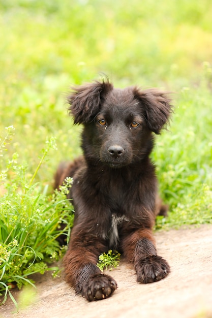 Nice black dog lies on grass and looks at camera