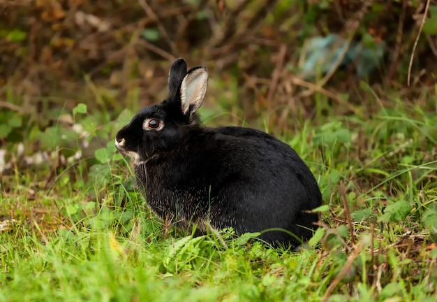 Nice black rabbit in the forest.