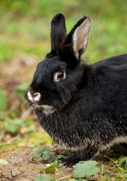 Nice black rabbit  in the forest.