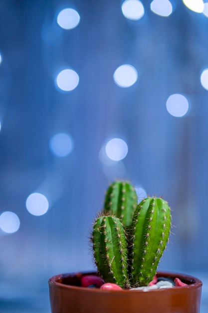 Nice cereus cactus in clay pot with blue lights bokeh