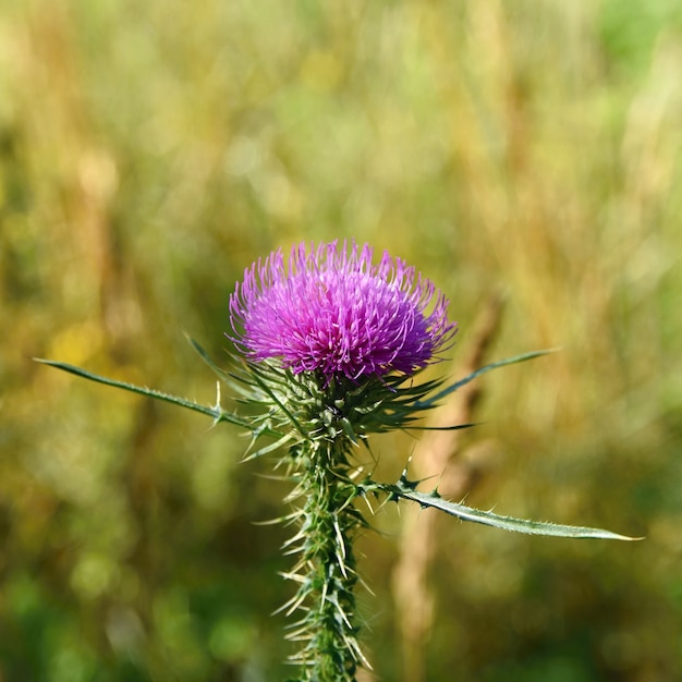 Bellissimo cardo colorato con sfondo naturale sfocato.