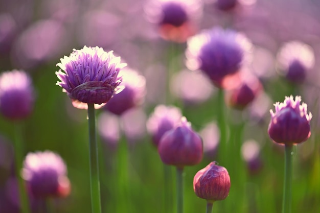 Nice colored thistle with blurred natural background