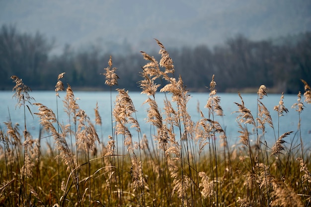 Foto uno sfondo bello e colorato di conifere sul lago di banyoles in primavera