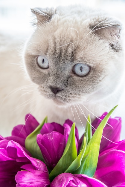 ピンクのチューリップの春の花と素敵なcolorpoint猫