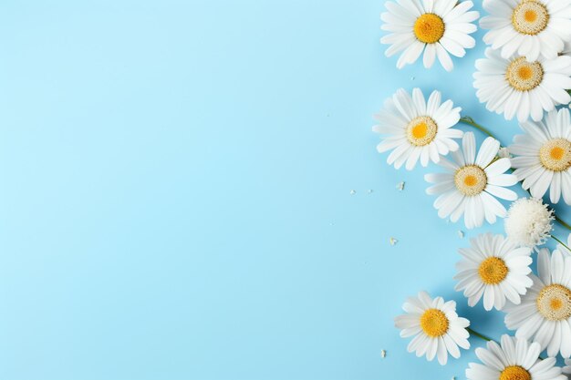 Photo nice daisies on blue background with space at the bottom