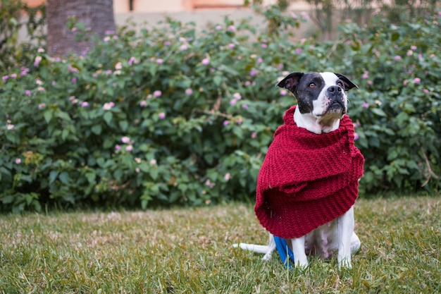 Foto bel cane in natura, con una sciarpa rossa che copre il corpo del freddo autunnale.