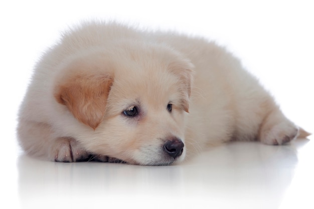 Nice dog with soft white hair sleeping