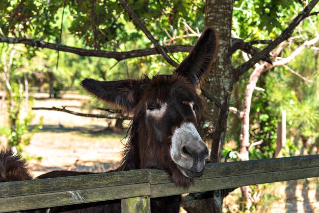 Nice donkey looking behind the wooden fence of the corral.