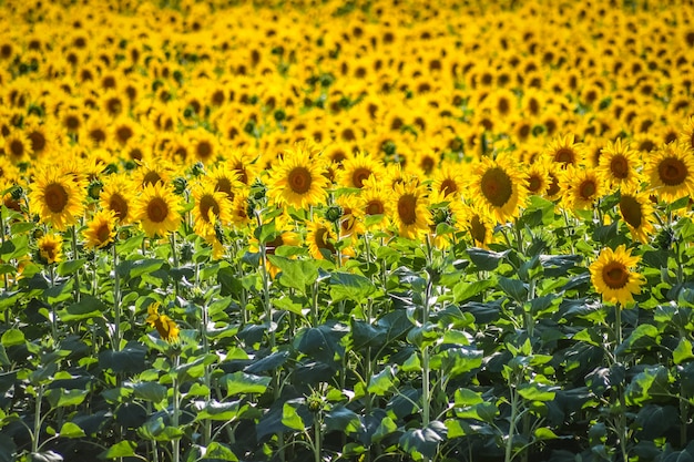 写真 晴れた日にひまわりの素敵なフィールド。アラバ、バスクの国、スペイン