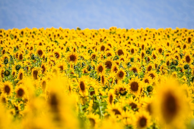 Nice field of sunflowers on a sunny day. Alava, Basque Country, Spain