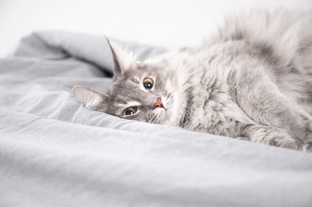 Photo nice fluffy pussycat lying on a bed with grey bed linen. the cute cat slept on a bed covered with soft fabrics.