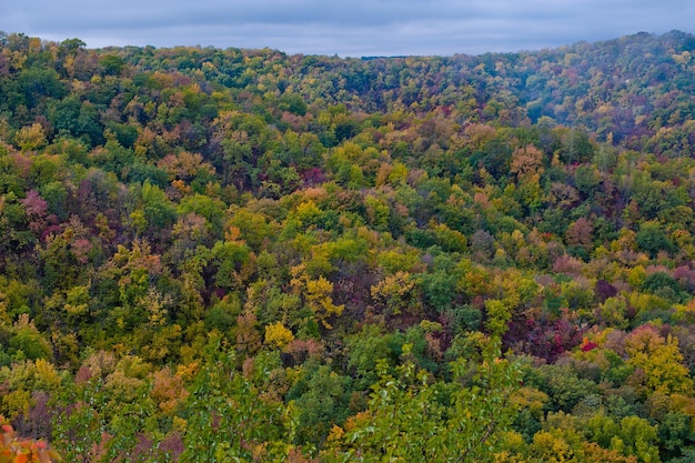 Nice Forest in a Autumn