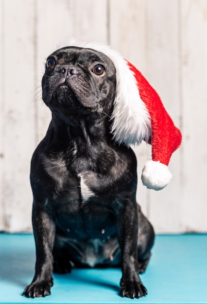 Photo nice french bulldog, black, with christmas hat of santa claus