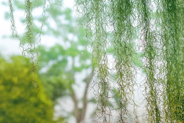 Nice garden when rainy season