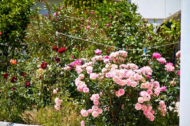 Nice garden with flowers and green lawn