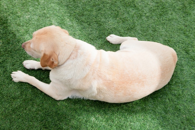 Nice golden labrador dog seen from above