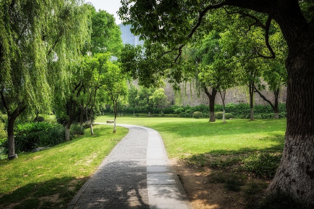 Nice green forest landscape in the city