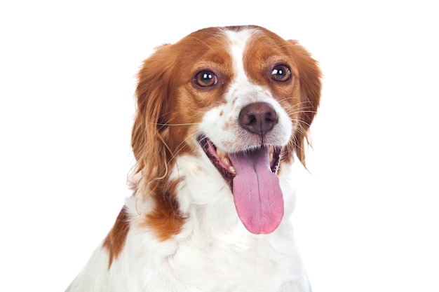 Nice hunting dog isolated