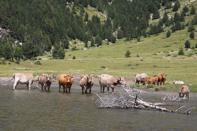 Nice landscape of cows grazing on a lake