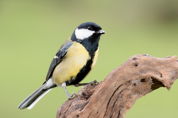 枝の良い小さな鳥