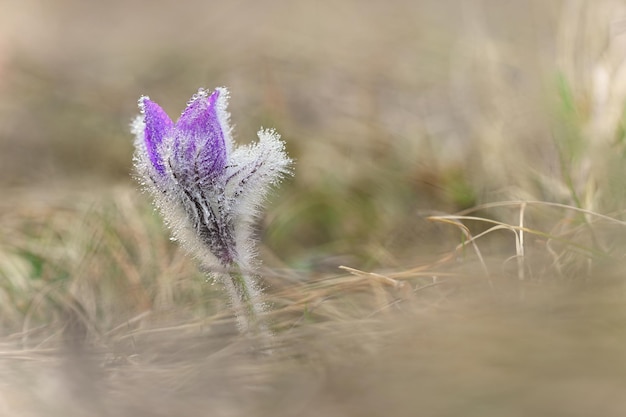 봄에 좋은 작은 보라색 꽃 초원에 봄 시간을위한 아름다운 자연 배경 Pasqueflower 꽃 Pulsatilla grandis