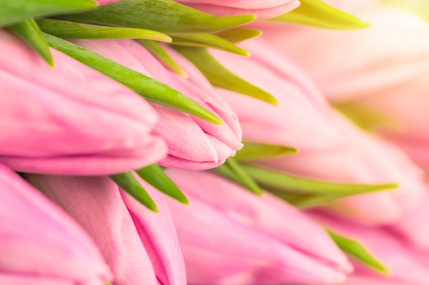 Bel bouquet naturale di tulipani rosa come un romantico.