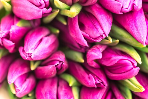 ロマンチックな背景として紫色のチューリップから素敵な自然の花束