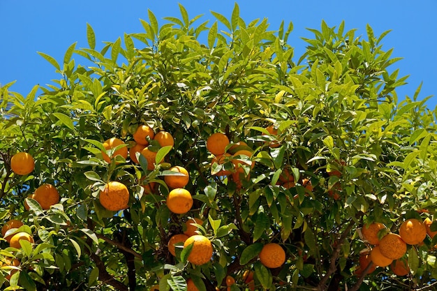 Nice Orange tree