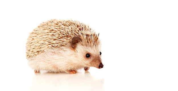 Nice pet. brown hedgehog