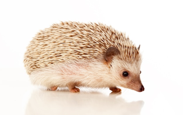 Nice pet. Brown hedgehog