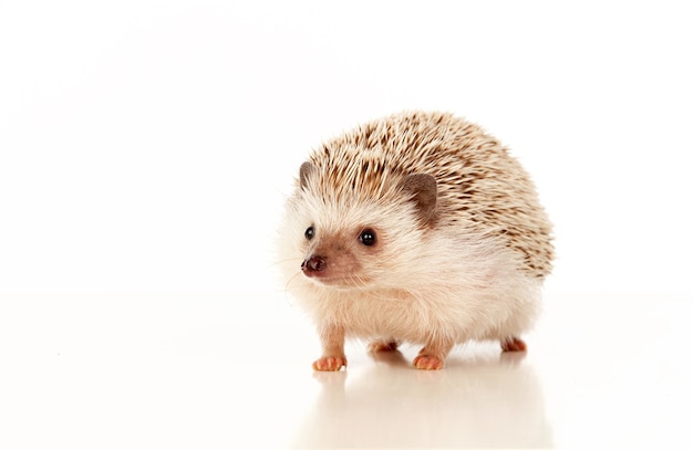 Nice pet. Brown hedgehog