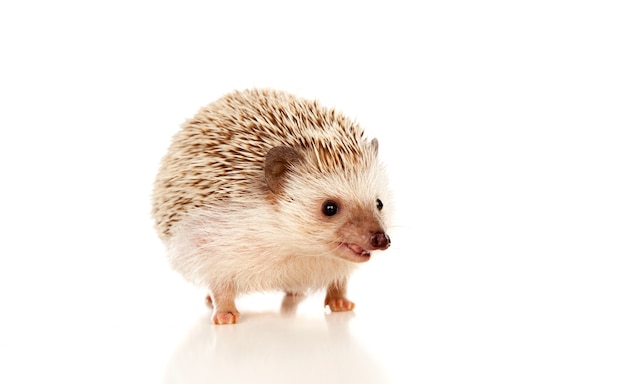 Nice pet. Brown hedgehog