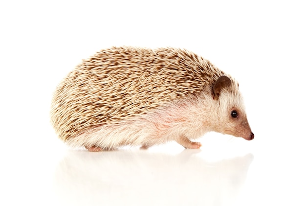 Nice pet. Brown hedgehog