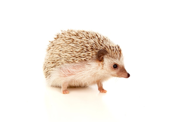 Nice pet. Brown hedgehog 