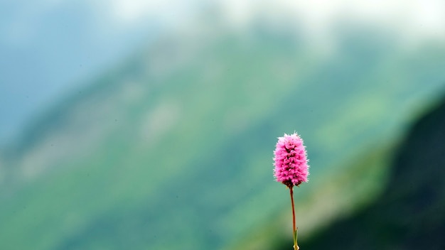 森の中の素敵なピンクの花、ソチの夏