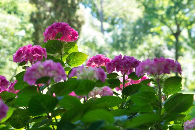 写真 公園の真ん中にある素敵なピンクの花