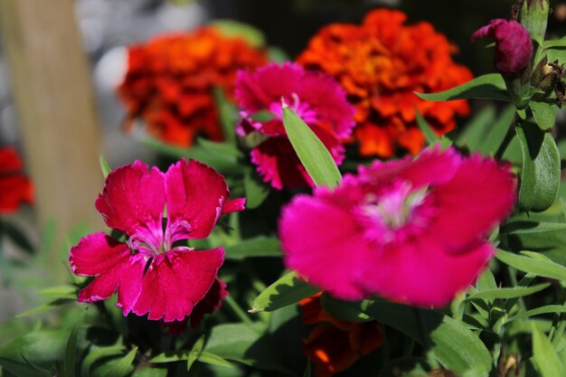 Nice pink flowers