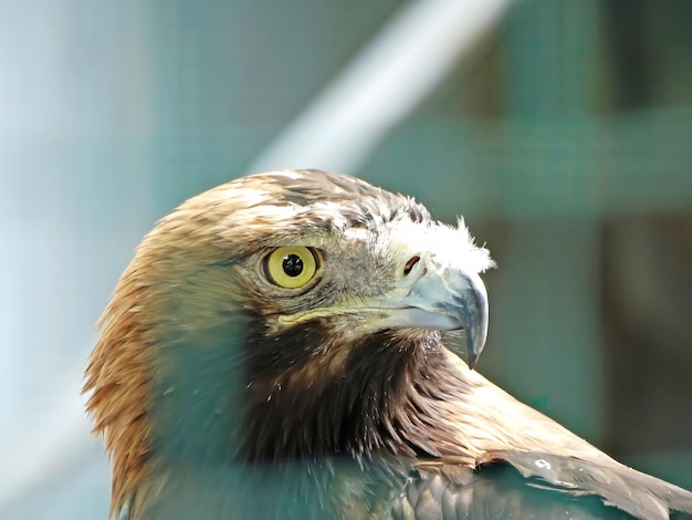 Nice portrait golden eagle close up view