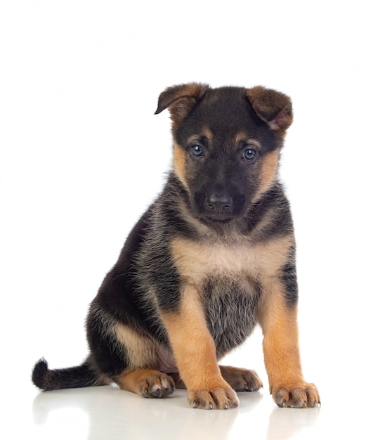 Nice puppy with blue eyes