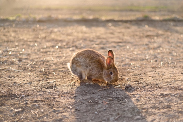 A nice rabbit in the field in the sunlight