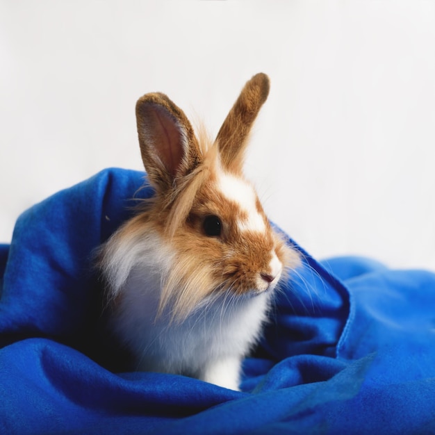 Nice rabbit hiding in a warm blanket