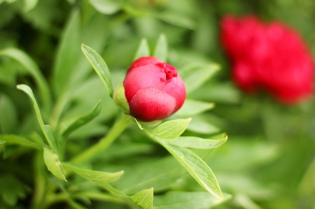 Nice red peony bloom on a bush in garden