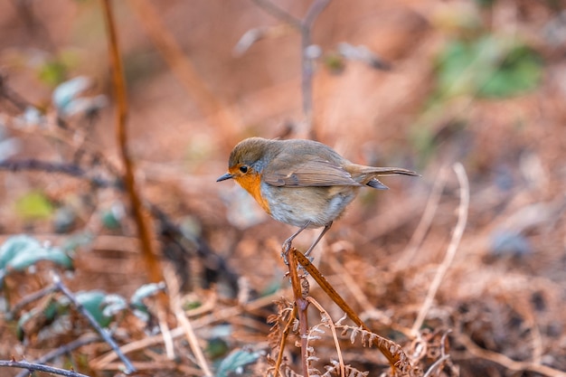 A nice robin on Mount Jaizkibel near Fuenterrabia. Basque Country