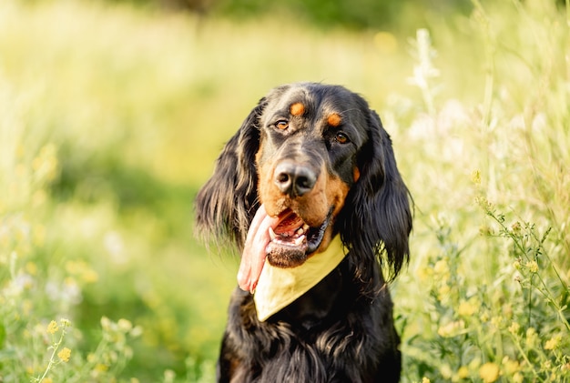 Nice scottish setter dog on green grass surface