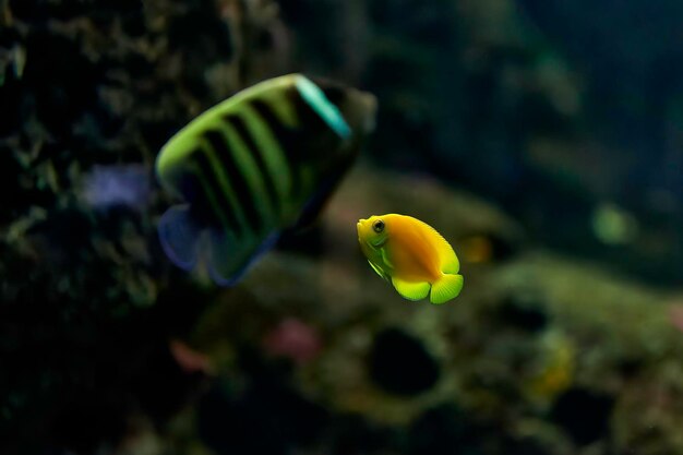 Nice small yellow exotic fish swimming between rocks and close to other fish