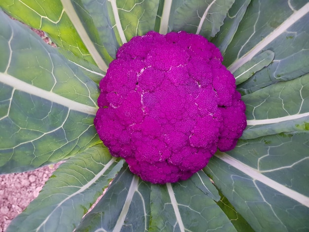 Nice specimen of purple cauliflower