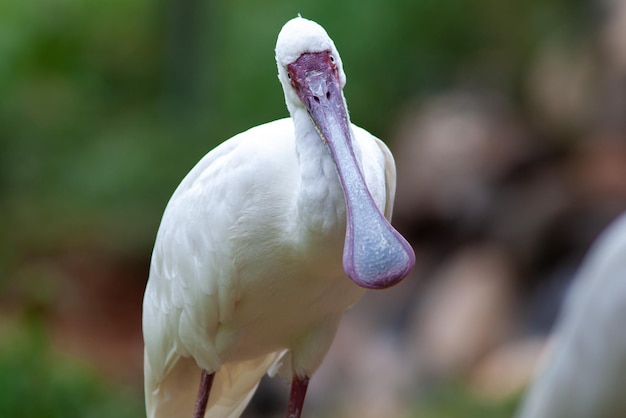 nice spoonbill bird looking at camera