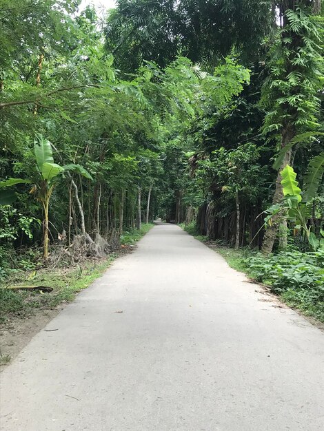 A nice street inside a green tropical forest