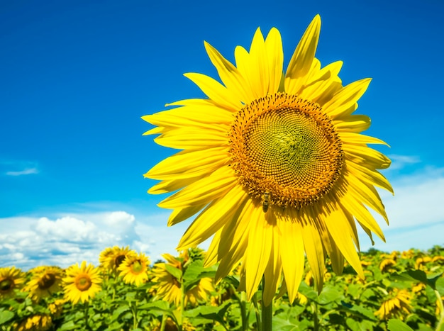 Bei girasoli sul campo di fama rurale sotto il cielo blu