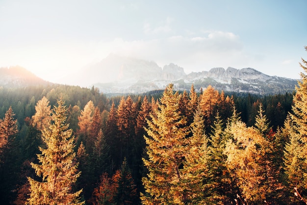 Nice sunlight. Majestic mountains with beautiful autumn woods at sunny day. Beautiful landscape